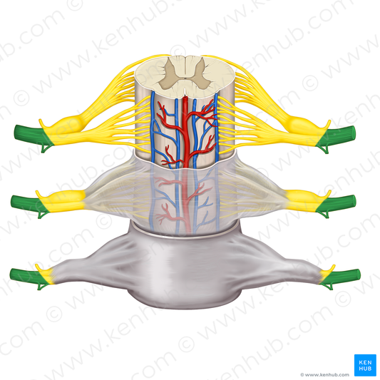 Anterior ramus of spinal nerve (#8592)