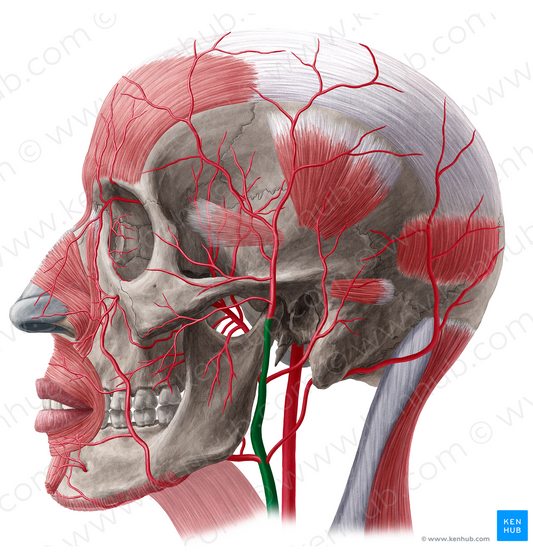 External carotid artery (#20510)
