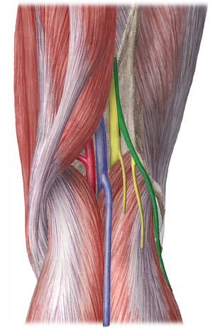 Common fibular nerve (#6659)