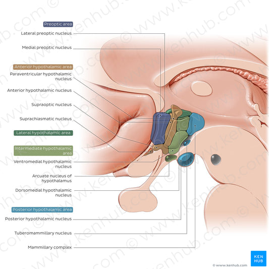 Hypothalamus: nuclei (English)