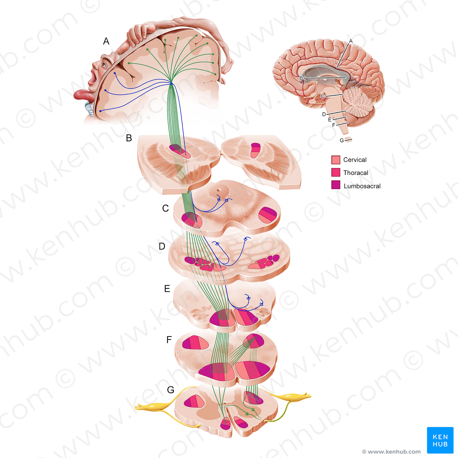 Corticospinal tract (#11204)