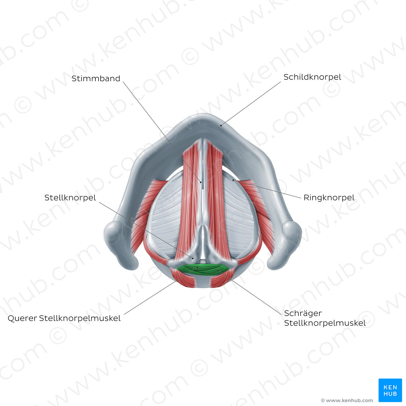 Larynx: action of transverse and oblique arytenoid muscles (German)