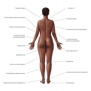 Female body surface anatomy - Posterior (German)