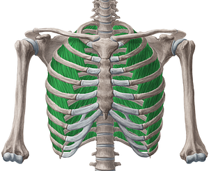 External intercostal muscles (#5122)