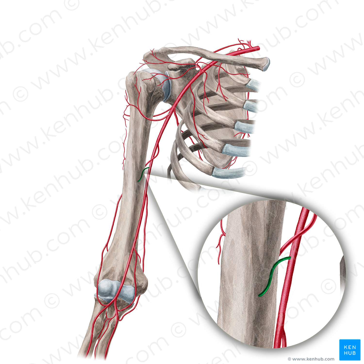 Nutrient artery of humerus (#18928) – Kenhub Image License Store