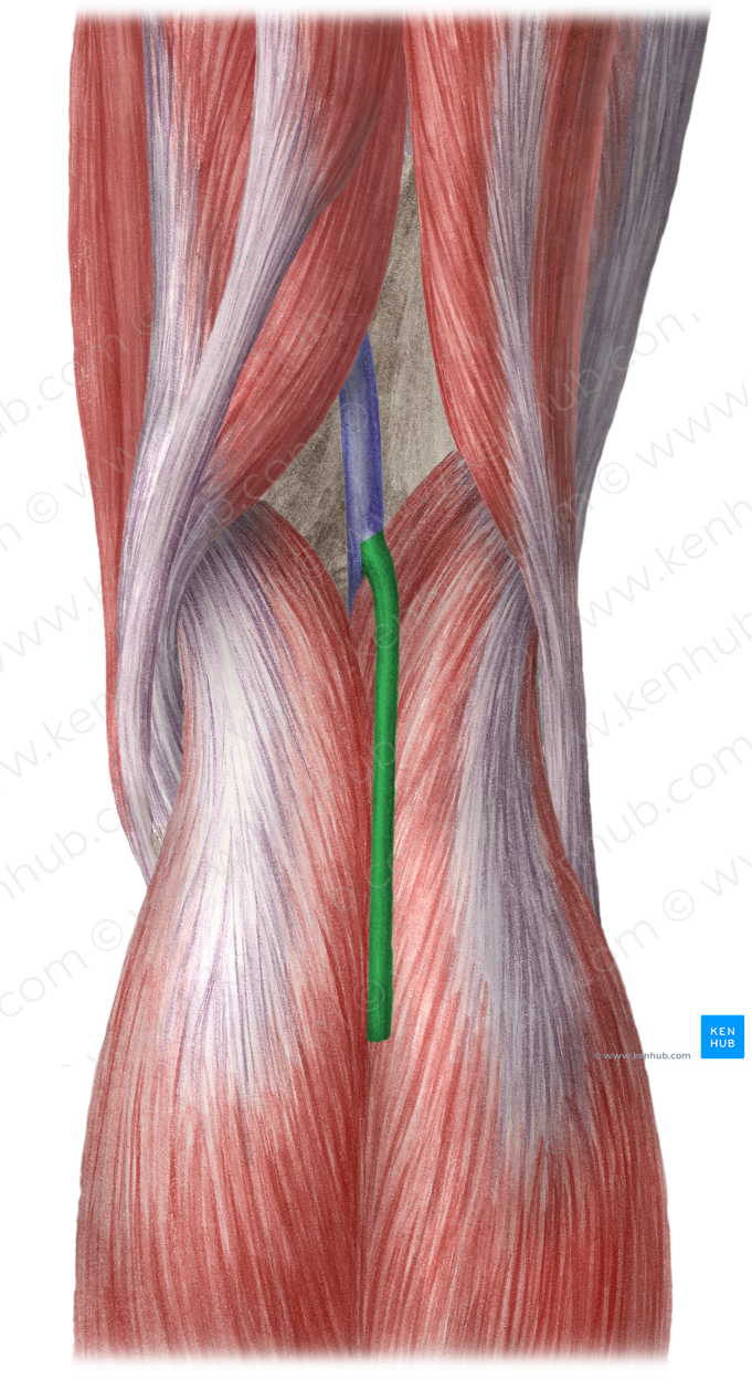 Small saphenous vein (#10572)