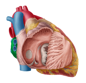 Left atrium of heart (#2117)