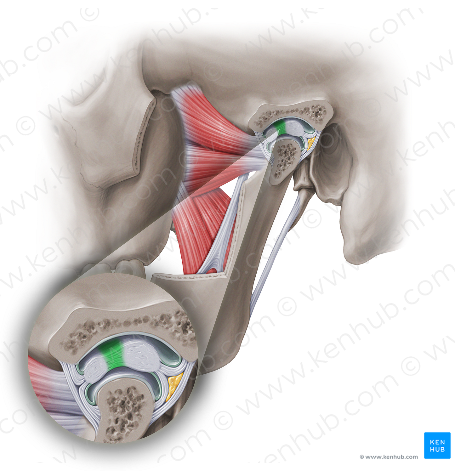 Intermediate zone of articular disc of temporomandibular joint (#18956)