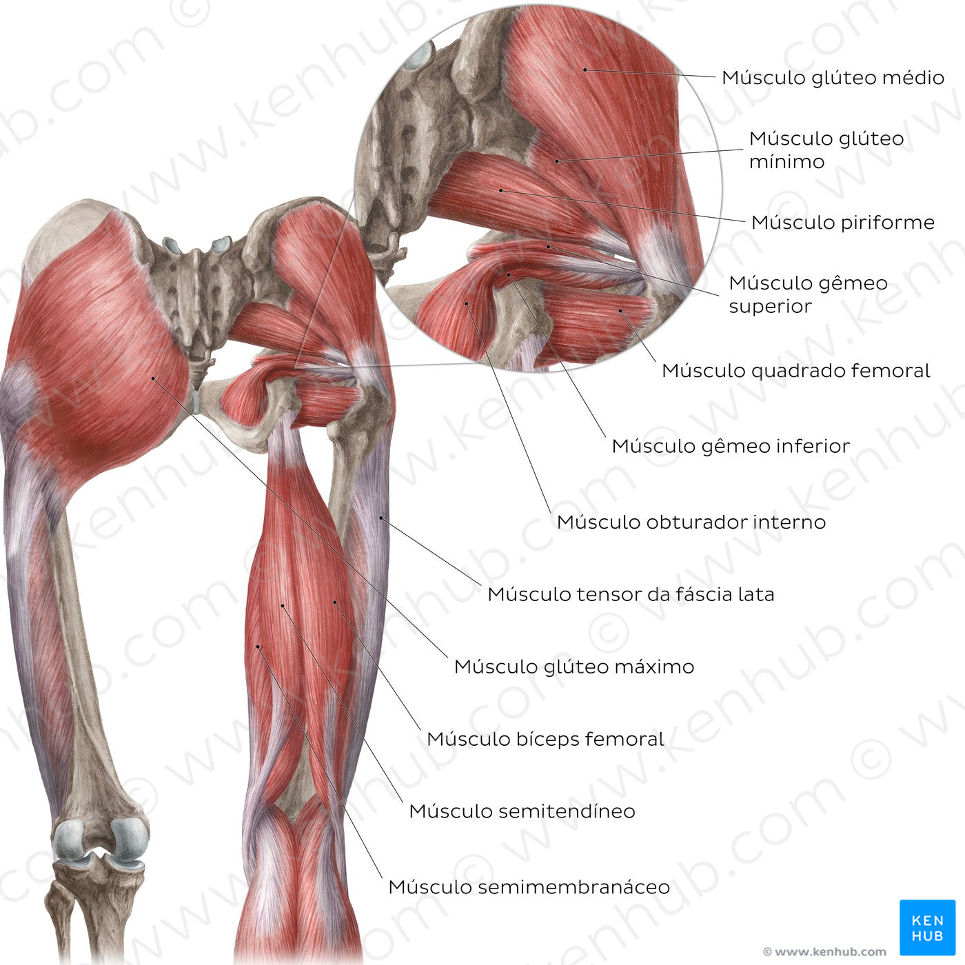 Muscles of the hip and thigh (Posterior view) (Portuguese)