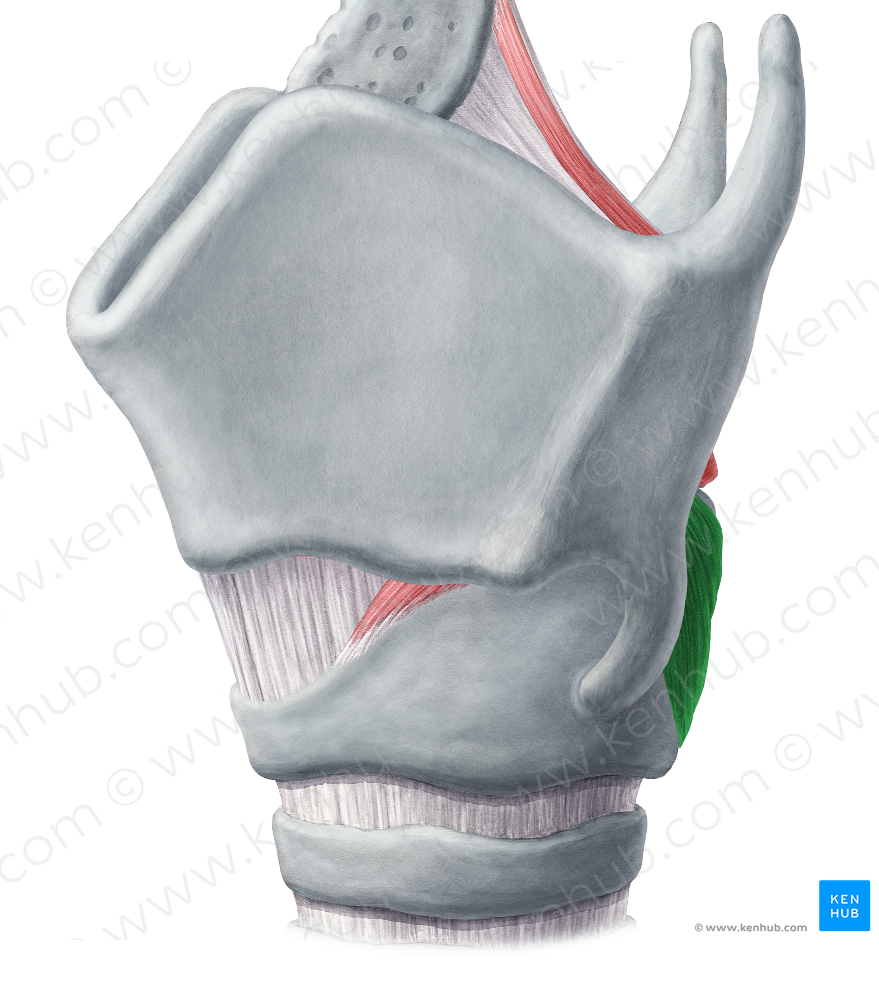 Posterior cricoarytenoid muscle (#5281) – Kenhub Image License Store
