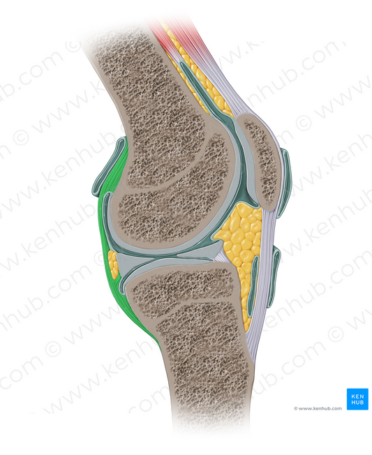 Articular capsule of knee joint (#14116)