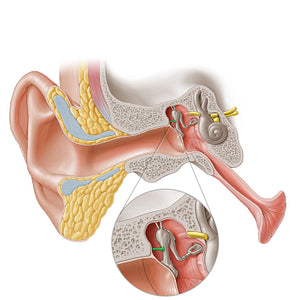 Lateral ligament of malleus (#20270)