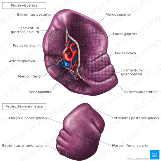 Surface anatomy of the spleen (Latin)