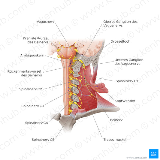 Accessory nerve (German)