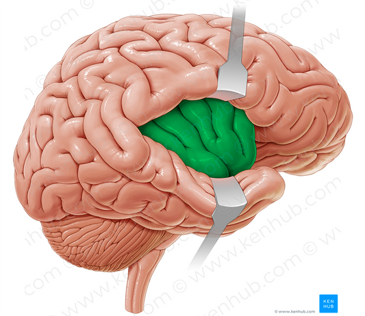 Insular lobe (#4317)