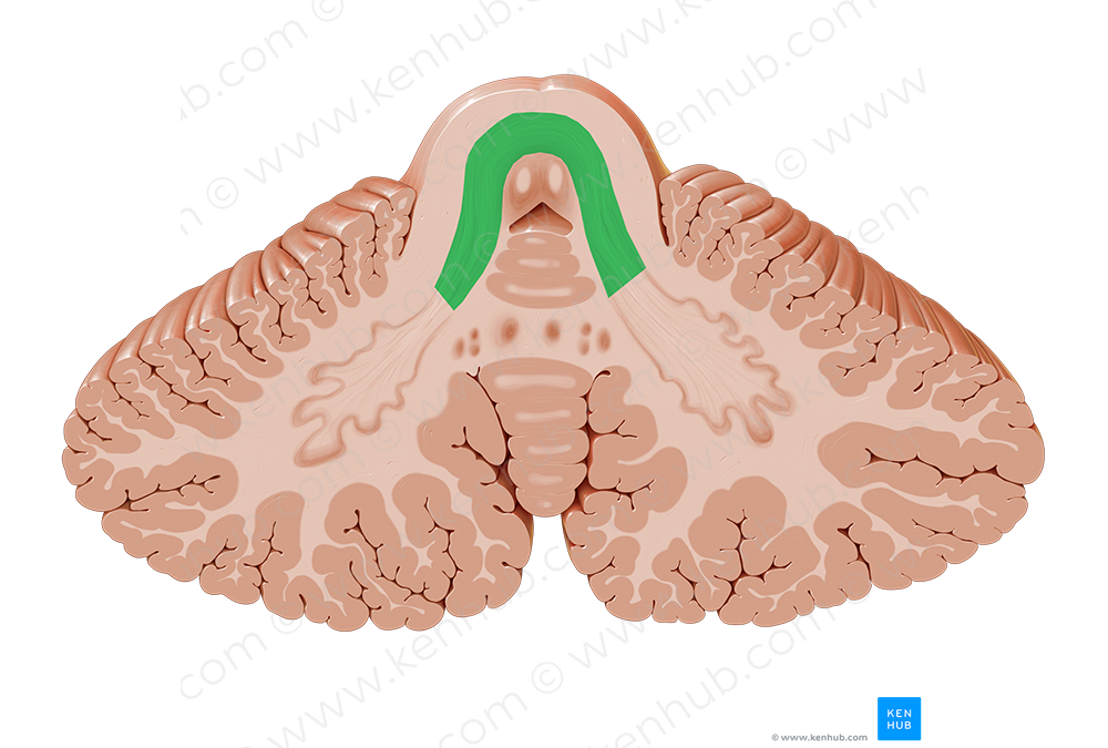 Superior cerebellar peduncle (#7838)