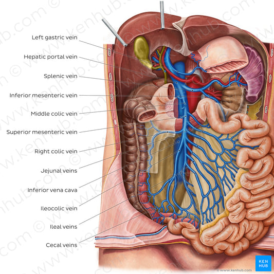 Veins of the small intestine (English)