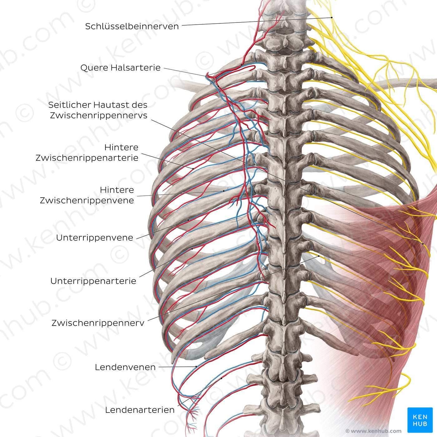 Neurovasculature of the back (German)