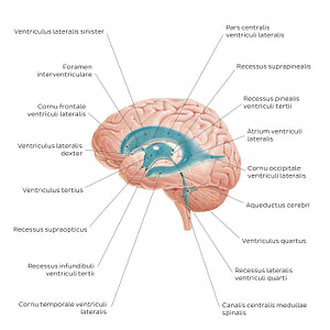 Ventricles of the brain (Latin)