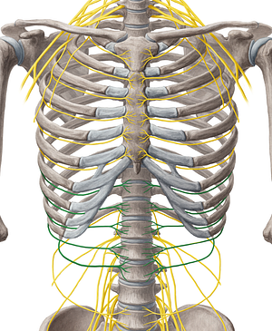 7th-11th intercostal nerves (#6250)