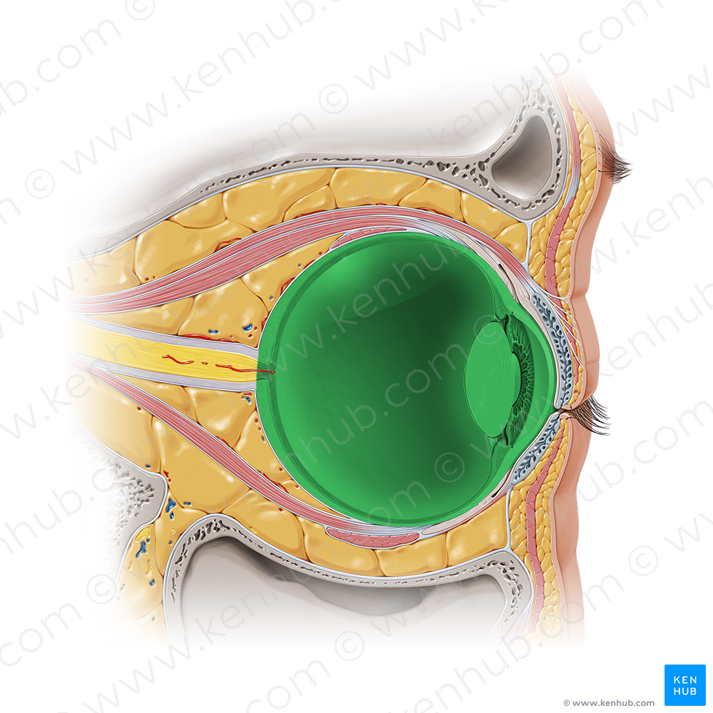 Ocular bulb (#2244)