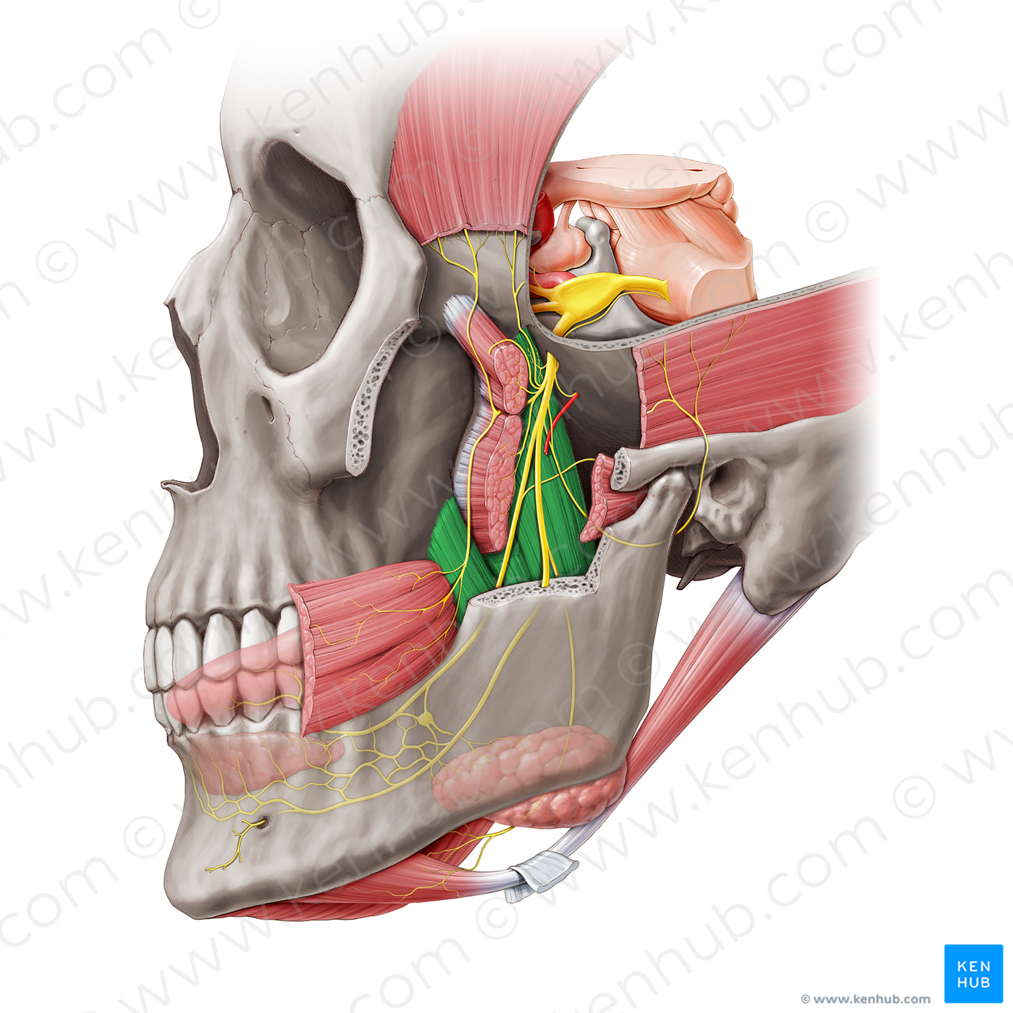 Medial pterygoid muscle (#20474)
