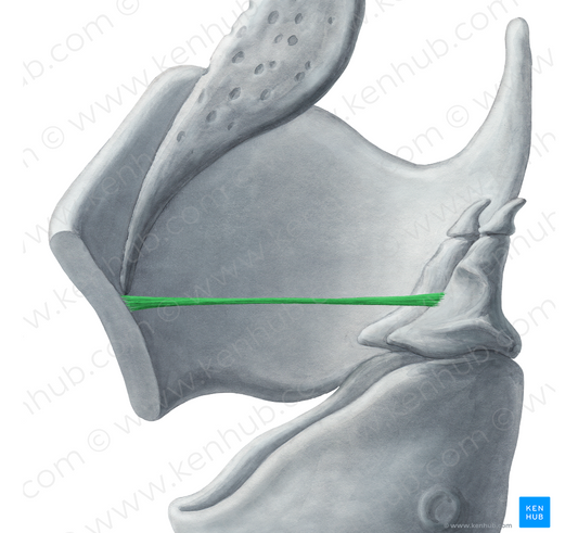 Vestibular ligament (#4678)