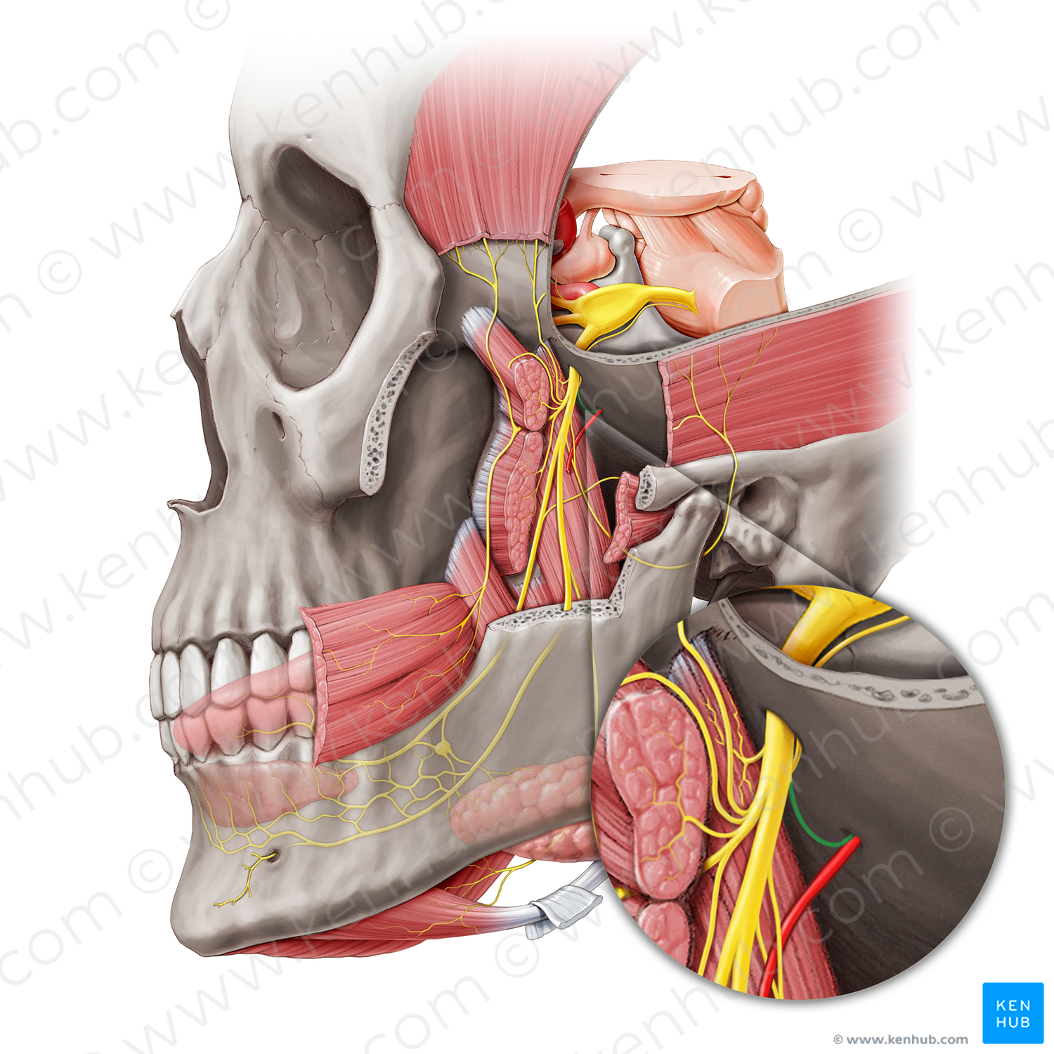 Meningeal branch of mandibular nerve (#8736)