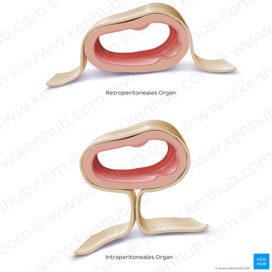 Peritoneal relations (isolated) (German)