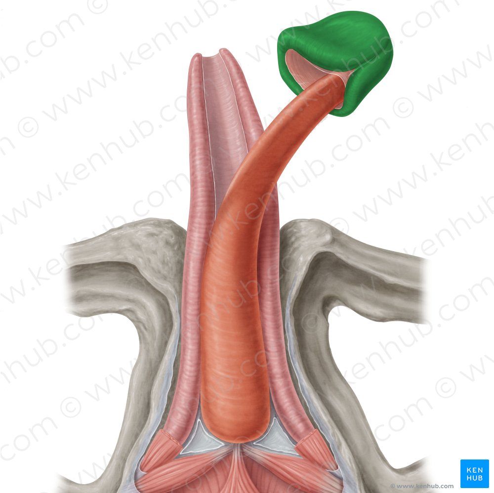 Glans penis (#4150)