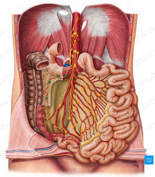 Right colic lymph nodes (#6993)