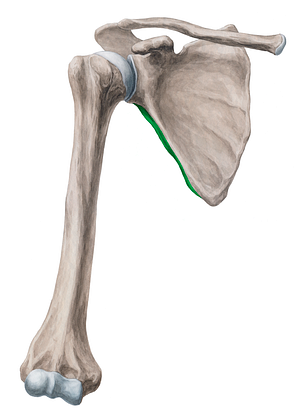 Lateral border of scapula (#4936)