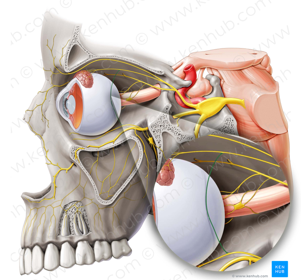 Communicating branch of zygomatic nerve to lacrimal nerve (#8647)