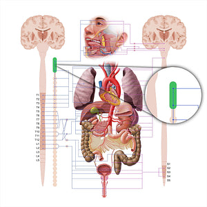 Superior cervical ganglion (#18589)