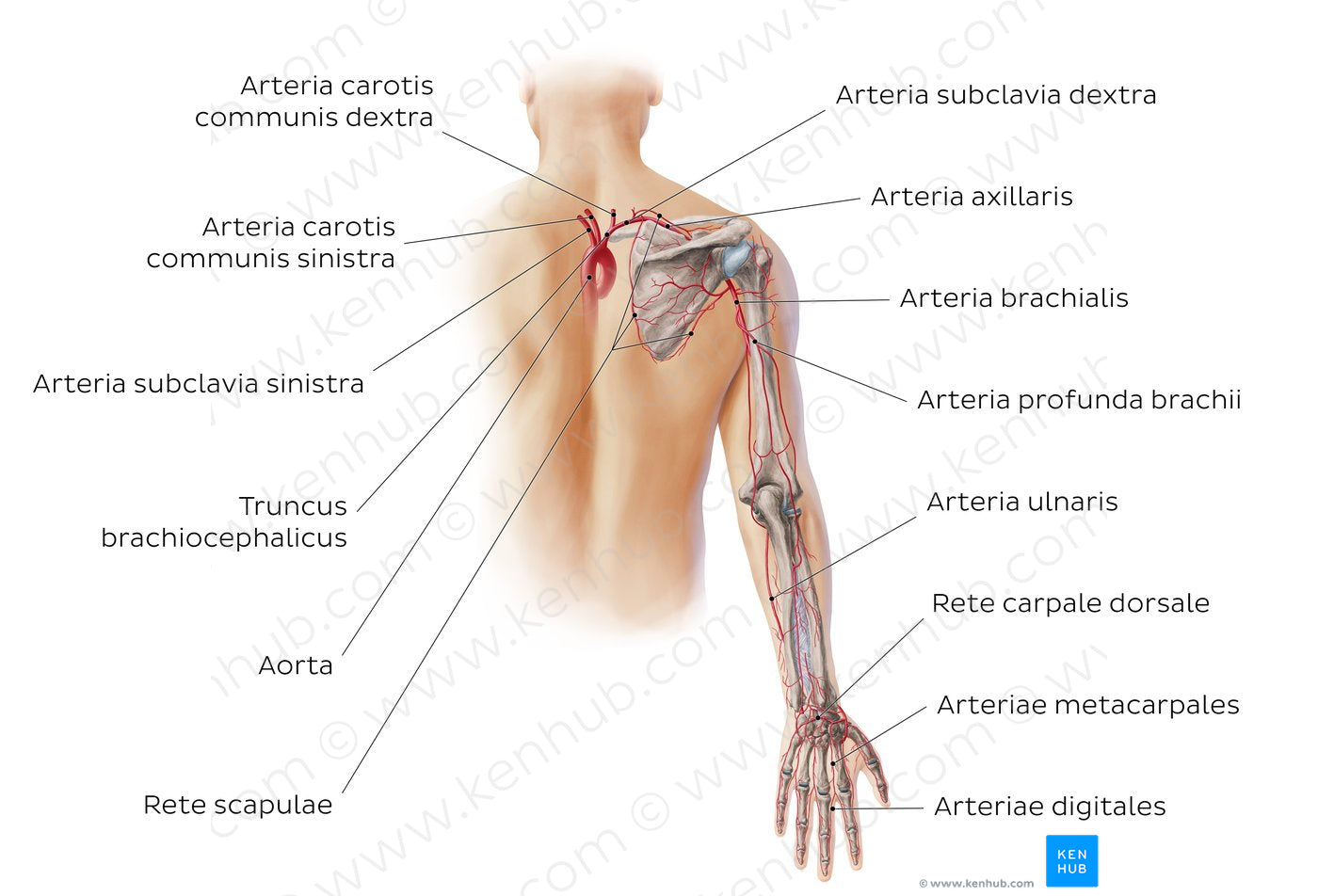 Main arteries of the upper limb - posterior (Latin)
