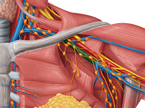 Axillary vein (#9962)