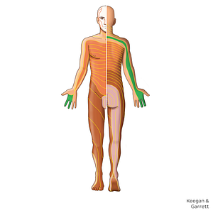 C7 dermatome (#20874)