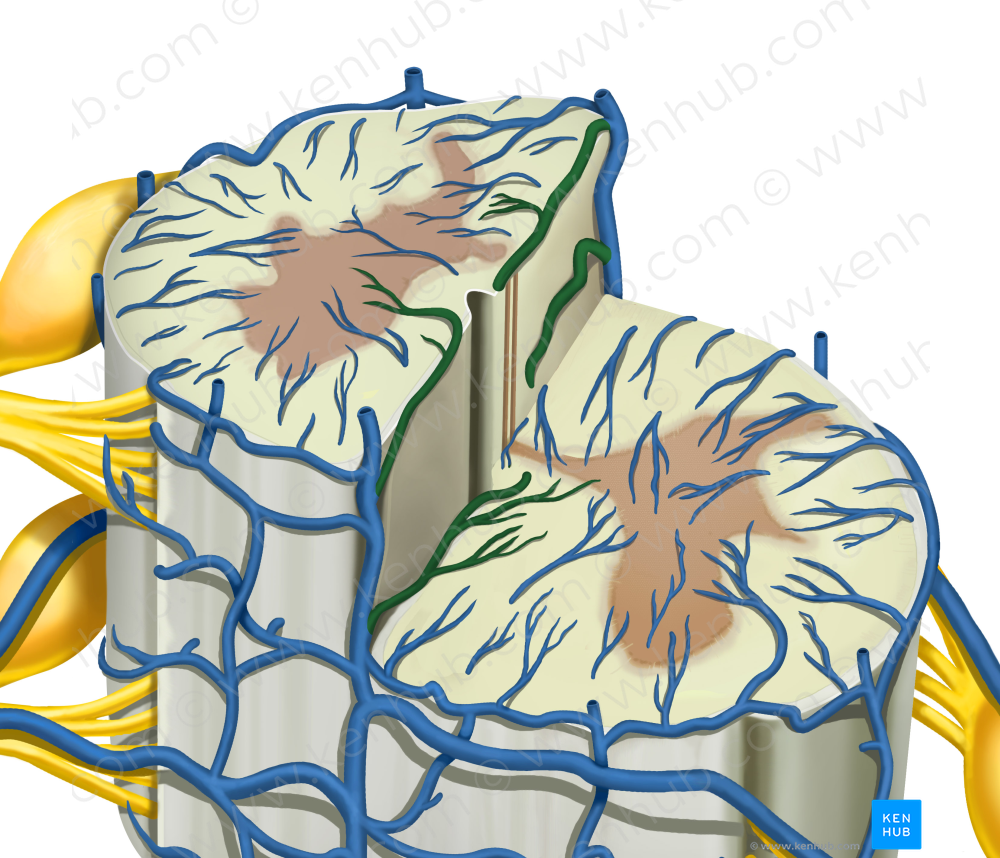 Sulcal veins (#10614)