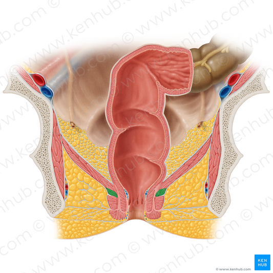 Deep part of external anal sphincter (#20518)