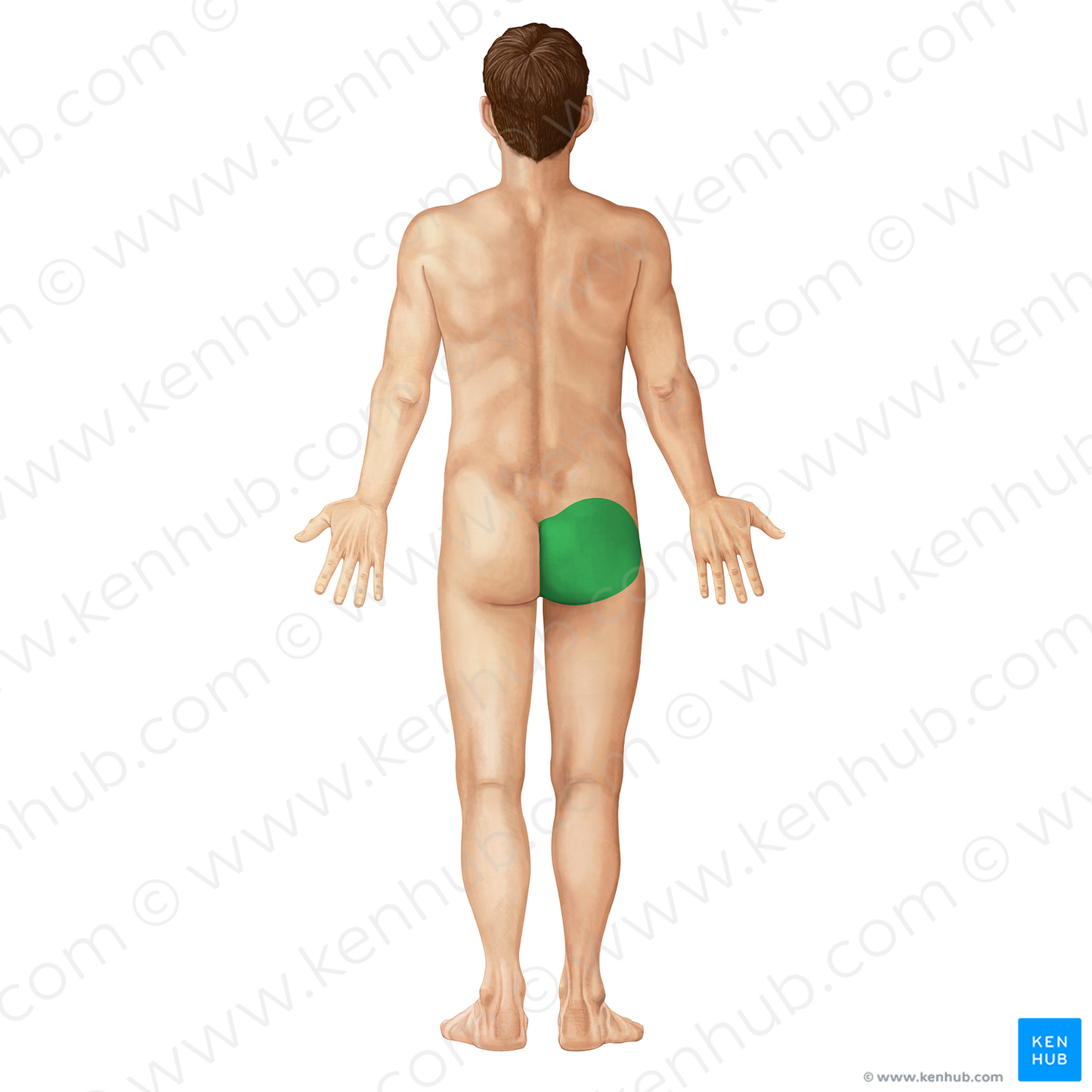 Gluteal region (#214)