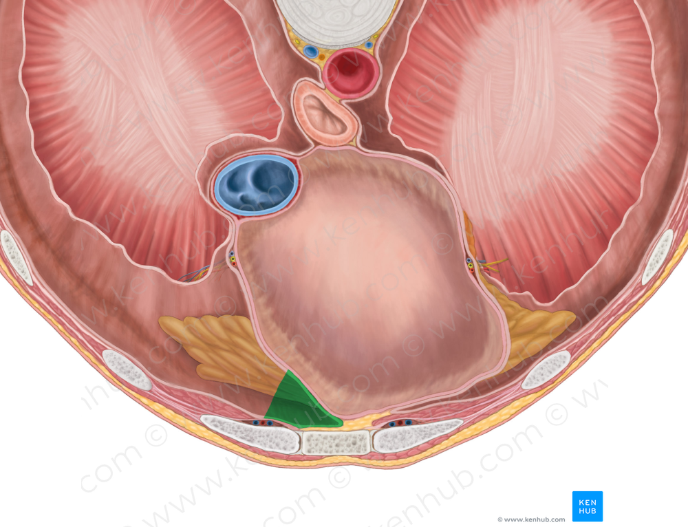 Right costomediastinal recess (#8837)