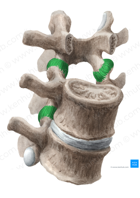 Articular capsule of zygapophyseal joint (#2358)