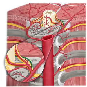 Prelaminar artery (#20197)