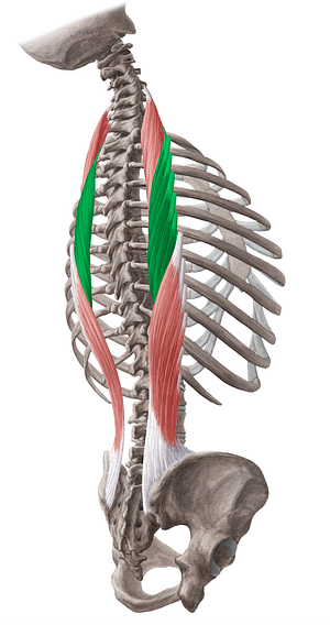 Iliocostalis thoracis muscle (#18810)