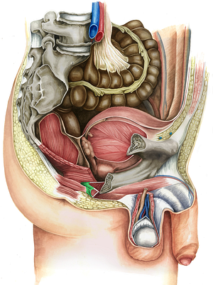 Perineal body (#2563)