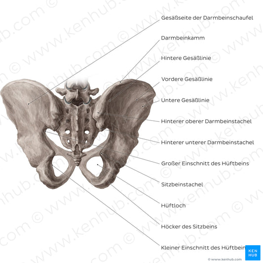 Bony pelvis (posterior view) (German)