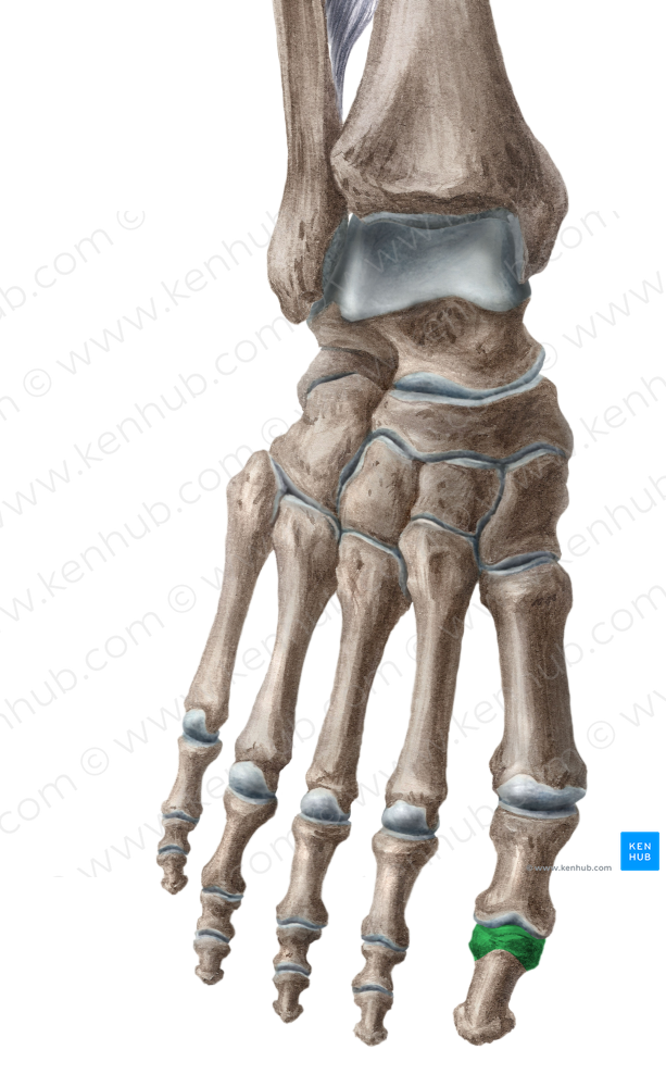 Base of distal phalanx of great toe (#2183)