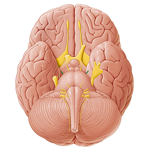 Trochlear nerve (#6842)