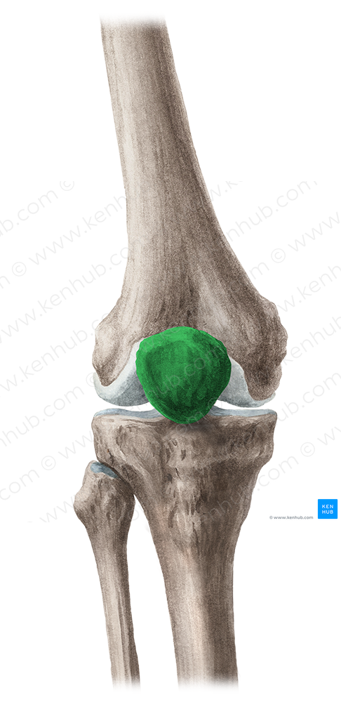 Patella (#7817)