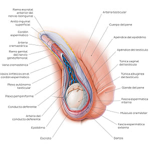 Scrotum and spermatic cord (Spanish)